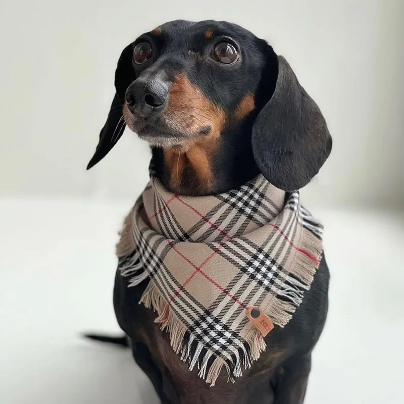 Beige bandana — HEY DOG Co.