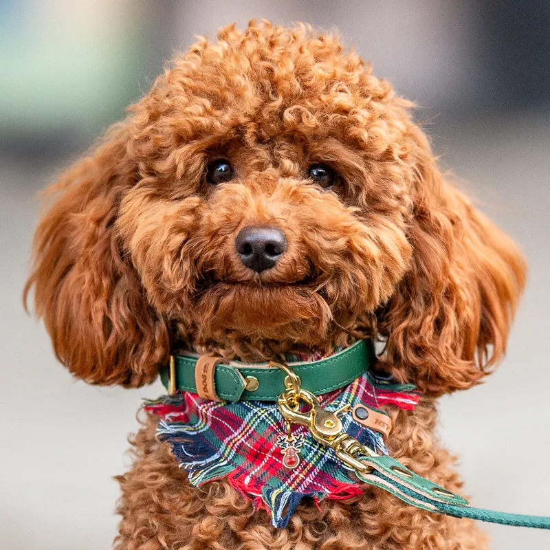 Christmas Bandana (navy blue, red and green) — HEY DOG Co.