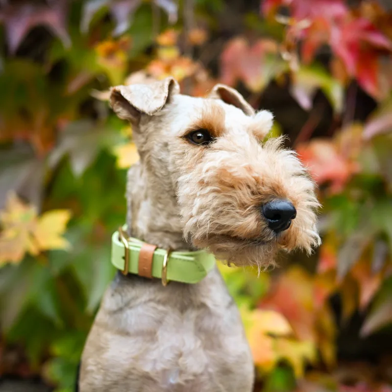 LIME CREME collar — HEY DOG Co.