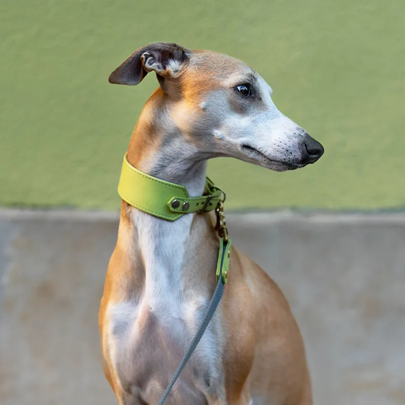 LIME CREME wide collar — HEY DOG Co.