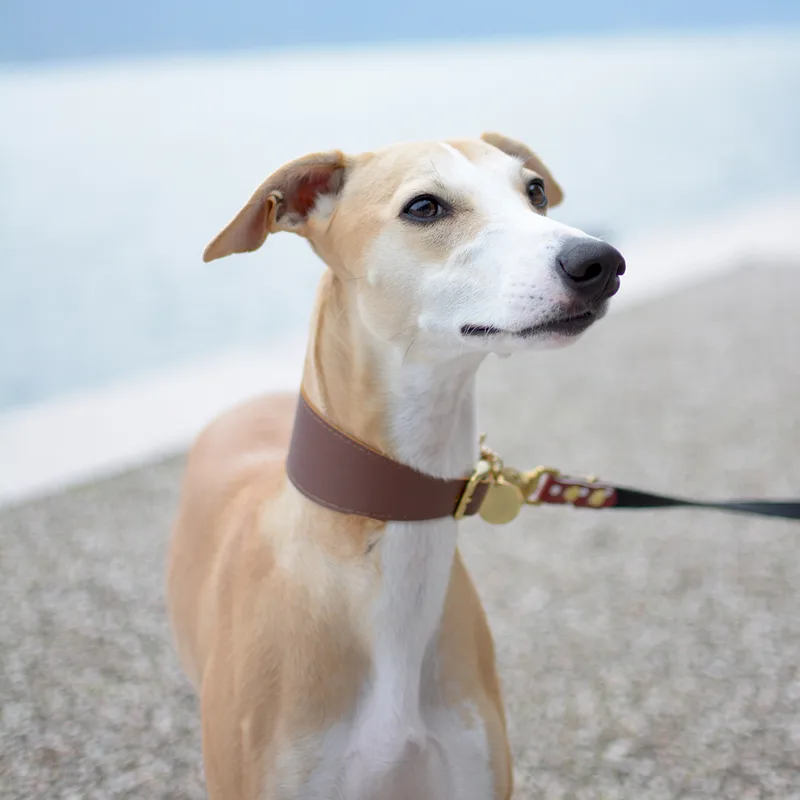 MILK CHOCOLATE collar (ellipse shape) — HEY DOG Co.