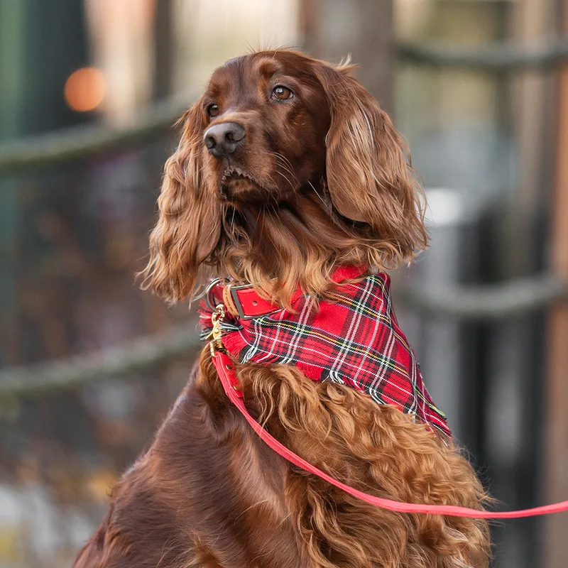 Royal Tartan — HEY DOG Co.